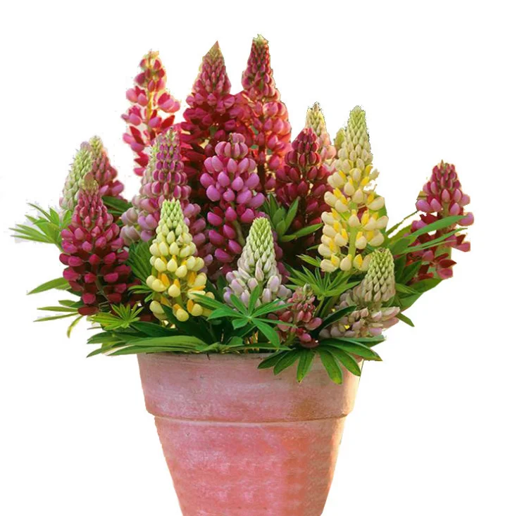 Оптовая продажа семян цветов, семена люпина