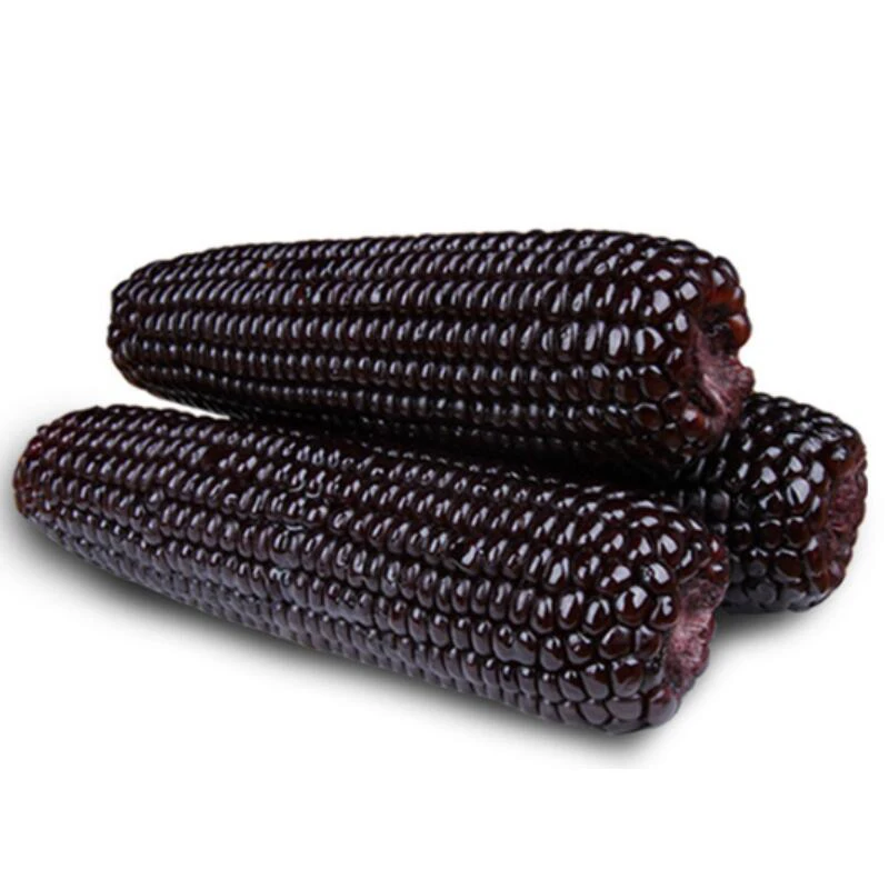 Sweet seasoned purple corn good price for corn oil