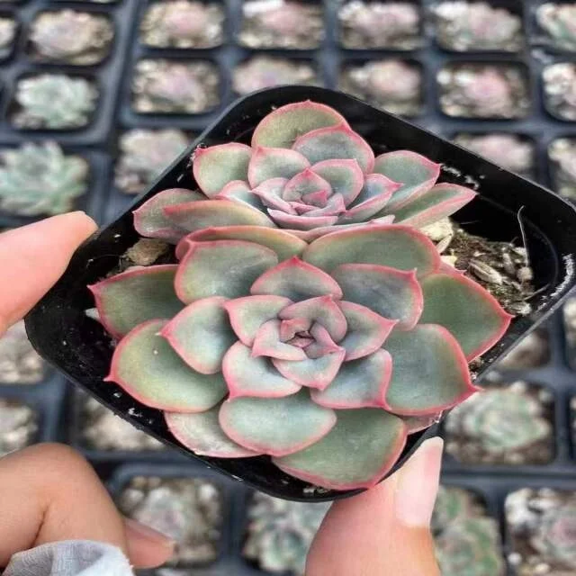 
XS036 Echeveria Orion 7cm pot Live Succulent live Plant woody plant bonsai indoor plant gardening Flora haworthia 