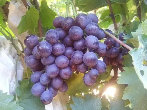 High Purity Acidic Potassium Phosphate (AKP) ,0-60-20 KH5(PO4)2 CAS Number 7778-77-0