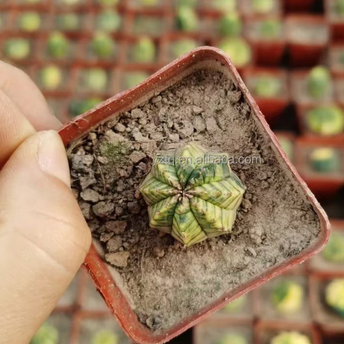 Оптовая продажа, молочай обеса вариегата, кактус, бонсай для детской, кактус, растение, суккуленты, живое растение