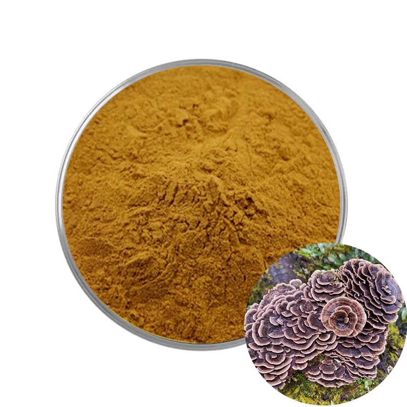 Private Label Natural Oganic Coriolus Versicolor Extract Powder Turkey Tail Mushroom Extract