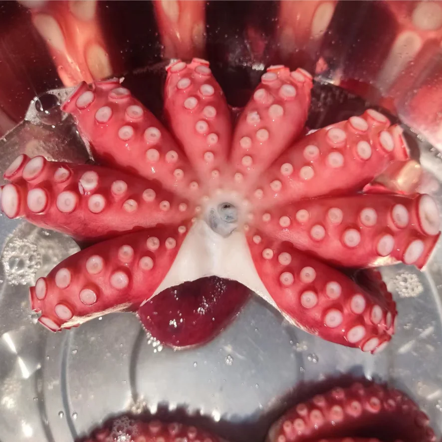 Manufacturers Wholesale Octopus vulgaris Frozen Octopus Delicious Octopus Factory Outlet Without Seasoned