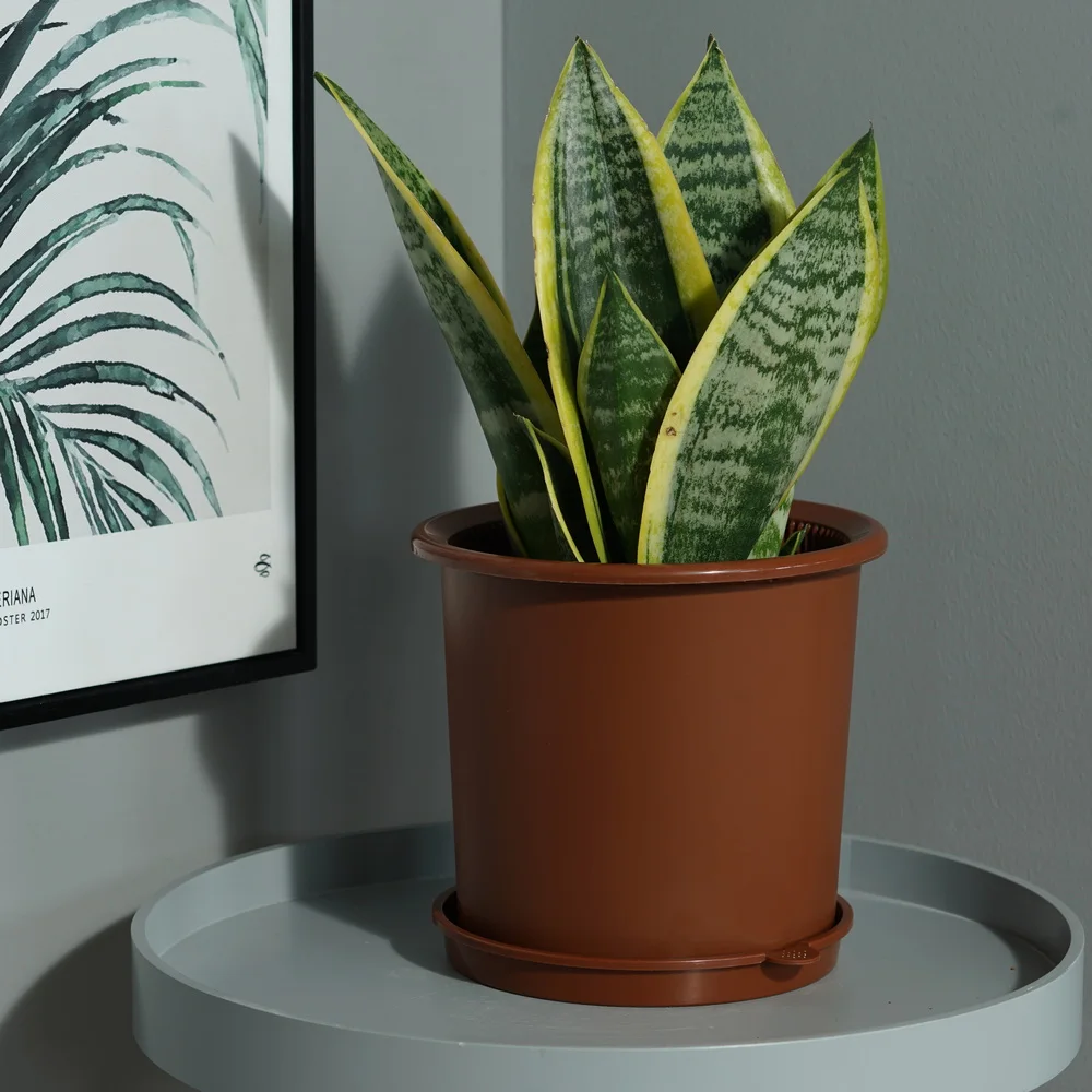 Flower Orchid Plant Mesh Net Pots Double Round Root Controlling Patent Technology Excellent Drainage Good Air Movement pot