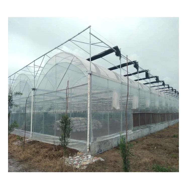 Low Cost Multi-Span Film Low Tunnel Agricultural Greenhouses Structure With Cooling System For Sale