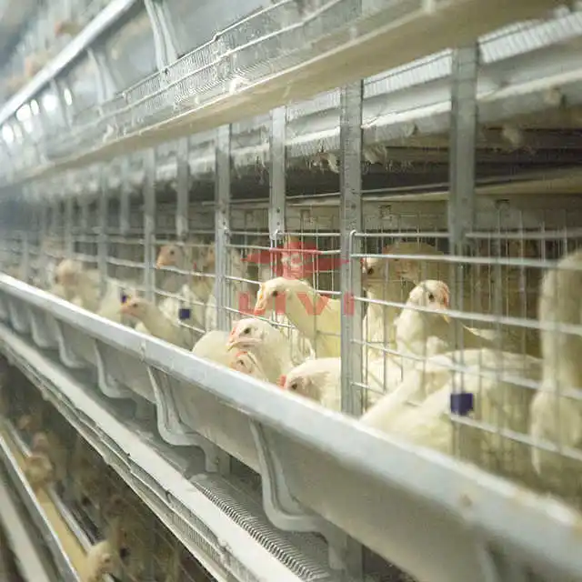 Automatic H Type 4 Tiers Bird-Harvesting Broiler Raising Cage for Layer Chicken Raising Poultry Farm