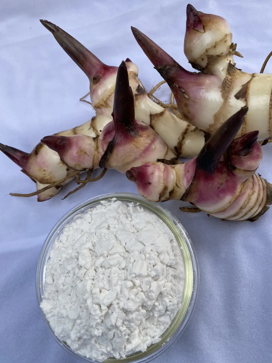 Arrowroot starch Flour White Powder Native type from
