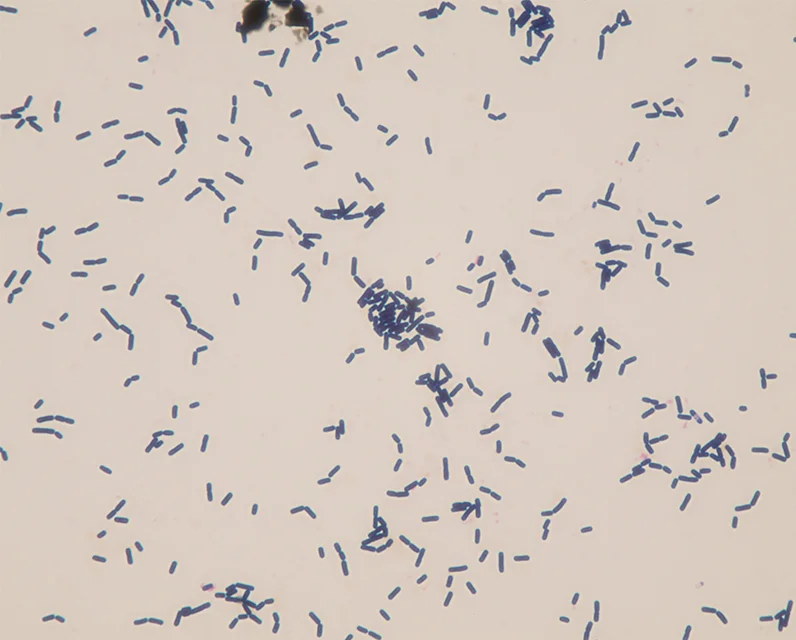 Contains Bacillus Amyloliquefaciens Shrimp Feed Additive Chemicals