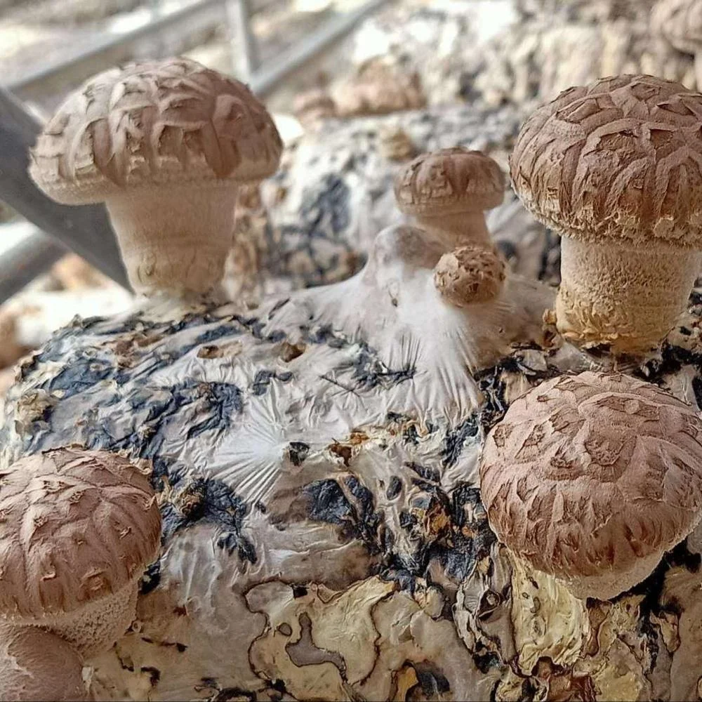 
shiitake mushroom spawn 