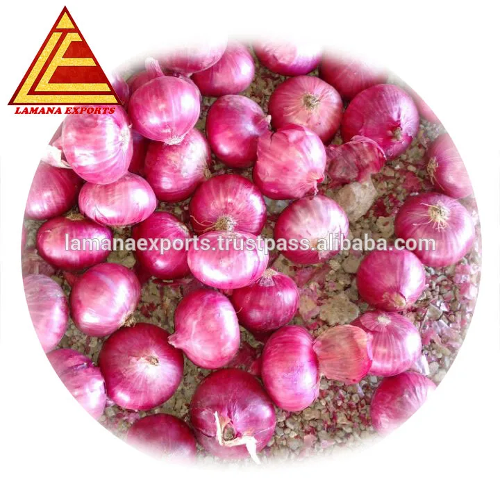 Fresh Indian Big Onion for Thailand 45mm up above Premium Quality