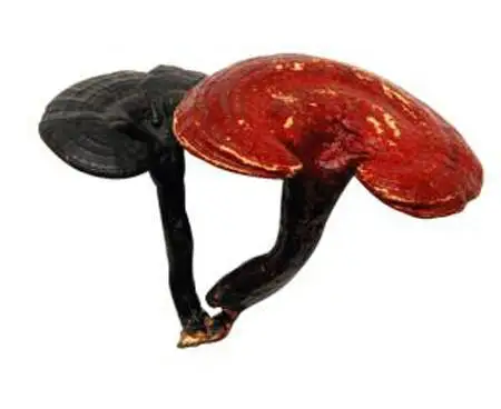Ling Zhi Chinese High Quality Red lucid ganoderma/Reishi mushroom