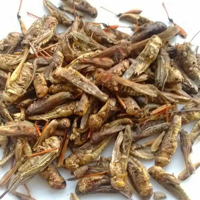 
Chinese with natural protein dried grasshopper 