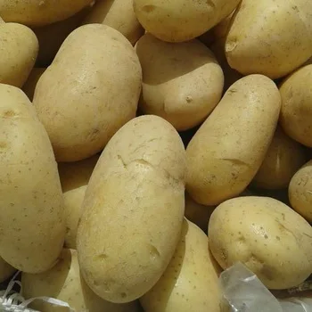 
2020 crop Egyptian Spunta Fresh potatoes for export fresh vegetables class one potato quality spunta potatoes 