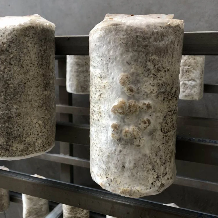 
Hot Sale White King Oyster Mushroom Seeds Spawn 