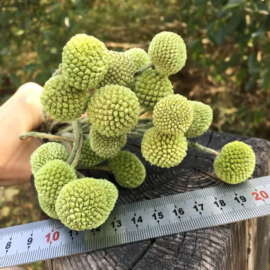 Source Factory Artificial Ball Preserved Dried Flowers Golden Ball Natural Billy Button Craspedia Fresh Cut Wedding Bouquet