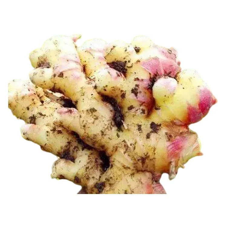 Hot Sale Agriculture Natural Mature Crops Multi Purpose Organic Fresh Ginger