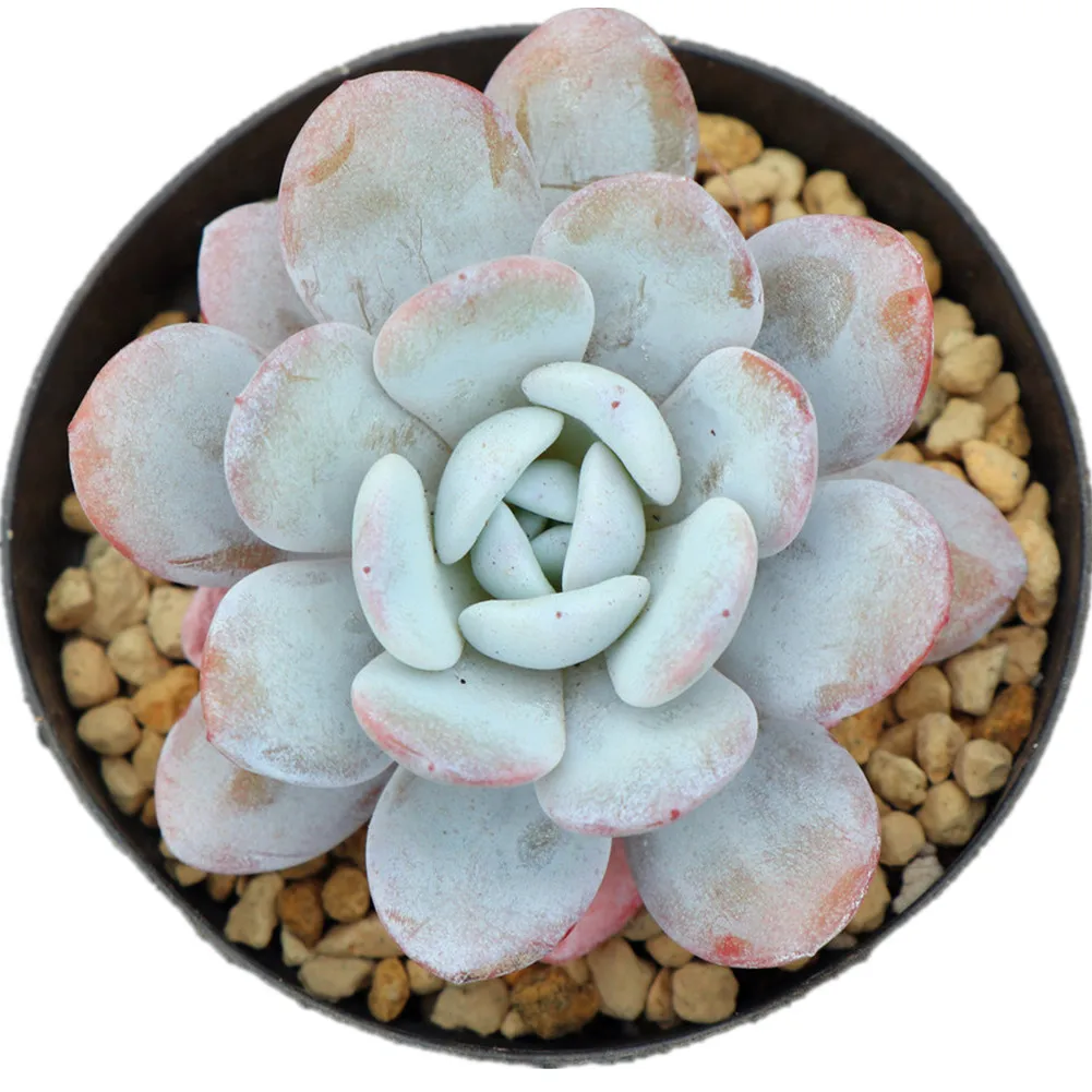 
Popular Laui natural succulent plants with wholesale prices and good quality 