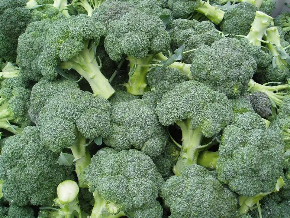Fresh broccoli good quality broccoli wholesale fresh broccoli supplier from China