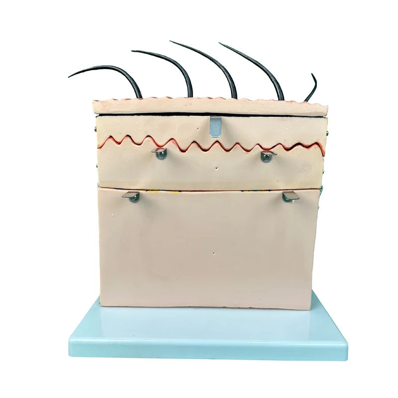 Factory medical science education model medical anatomical model  Anatomy Skin Model