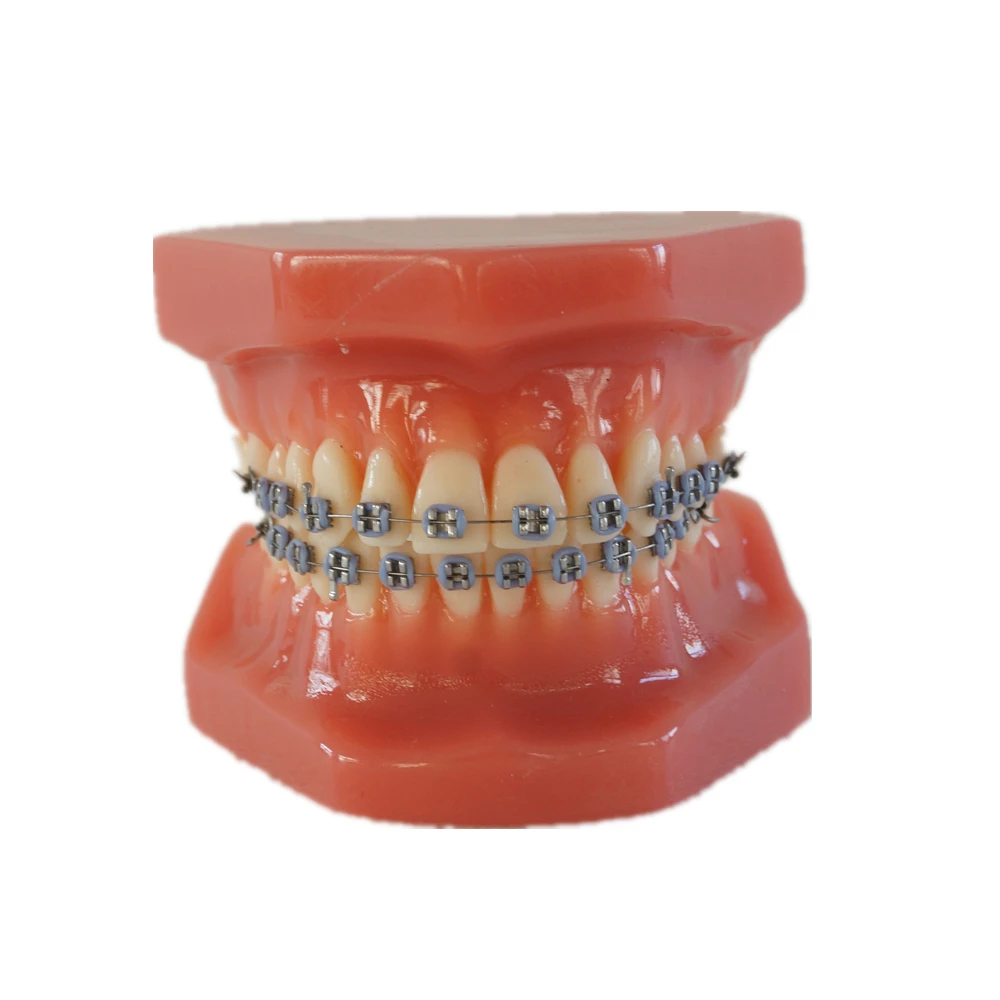 Зубная Ортодонтическая Модель Typodont с металлическими кронштейнами