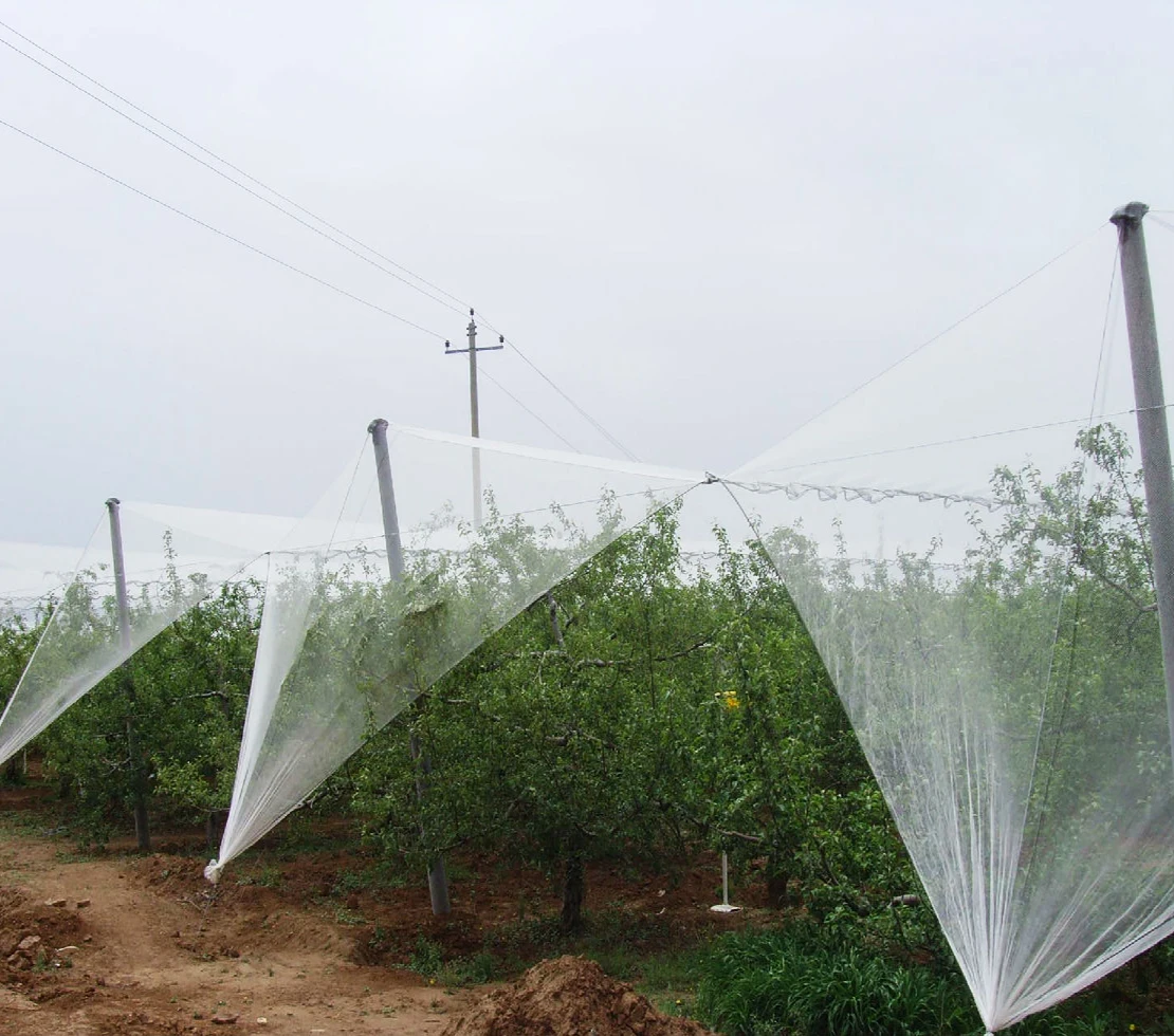 3---5 years guarantee orchard anti hail net apple tree anti hail net protection tree net