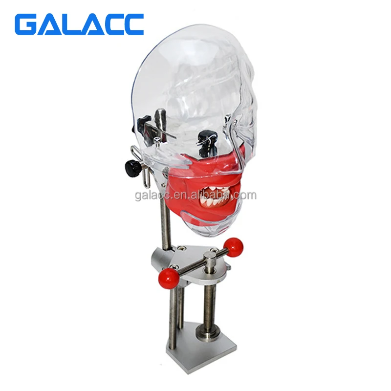 Simple Dental Head Model T Dental Phantom Head Model Simulator Human Body Model Kits To Assemble Goods