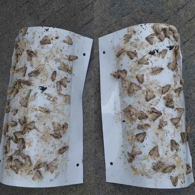 Hot sale Spodoptera frugiperda corn pest control