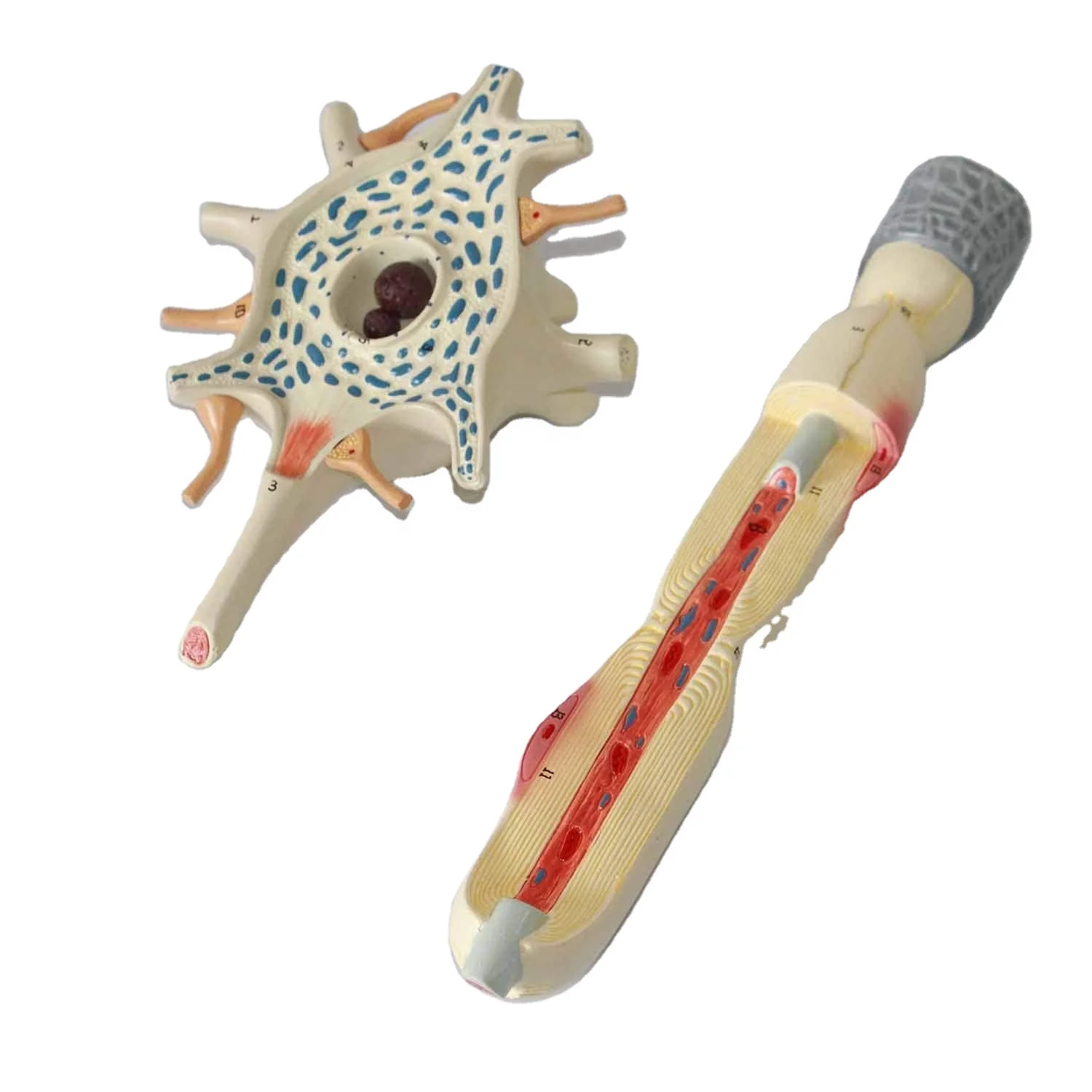 Scientific Human Anatomy - Neuron Model 2500-fold Magnification of Neuronal Cell Body and Nerve Fiber Structure Amplification