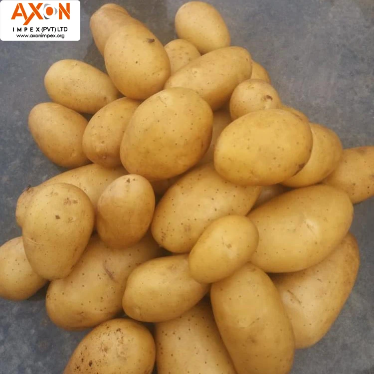 
Pakistan export Holland fresh potato seed/Potato prices for sale 