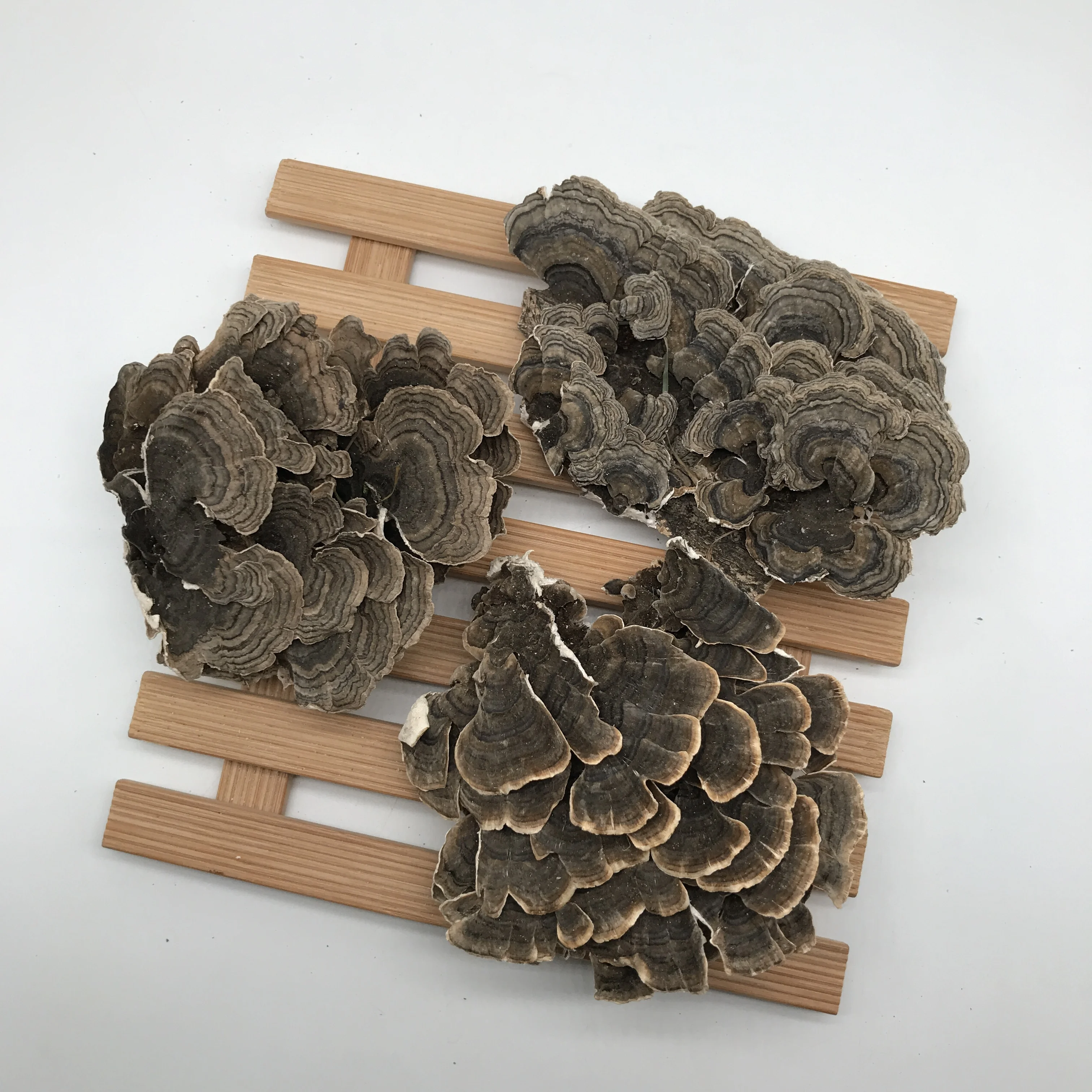 9022 Yun zhi Wholesale Price Food Grade Dried Whole Coriolus Versicolor Chinese Herb Rainbow Conk Turkey Tail Mushroom