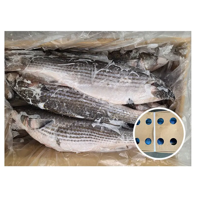 WR Japan Origin Grey Mullet Mugil Cephalus Frozen Fish 1-3kg Wholesale Price Frozen Grey Mullet