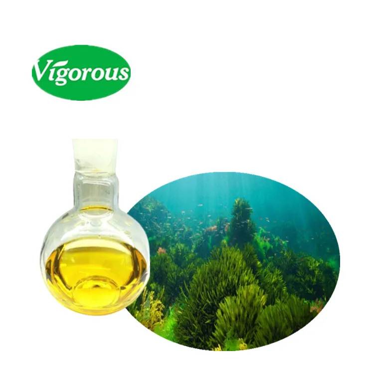 Manufacture high quality natural food grade Algae oil 40%DHA Oil organic Algae oil for health