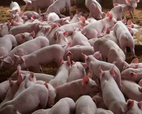 Заменяемый витамин Lysine Methionine, нейтральный глицин, безводный бетаин 96%, CAS № 107-43-7, завод по производству свиных поросят