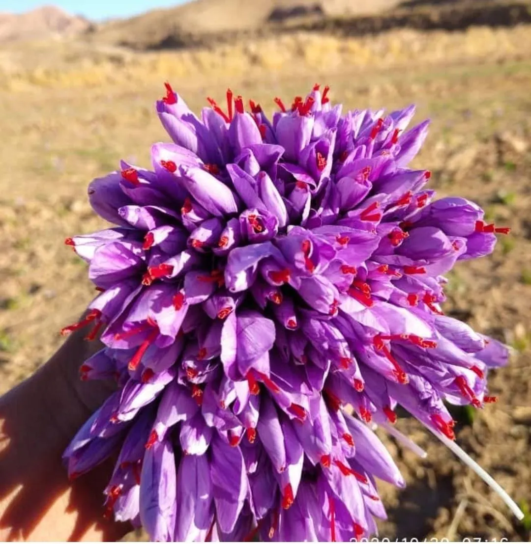 100% Natural Bulk Saffron (Super Negin/Negin/Sargol/Pushal) Zafran/Crocus - High Quality Saffron