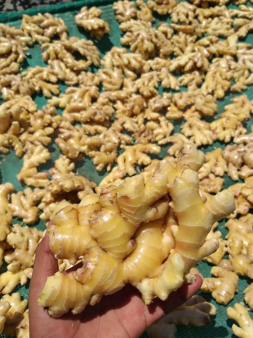 MACHINE DRIED GINGER SLICES BEST QUALITY WHOLESALE PERU