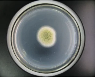 Аспергилл орyzae