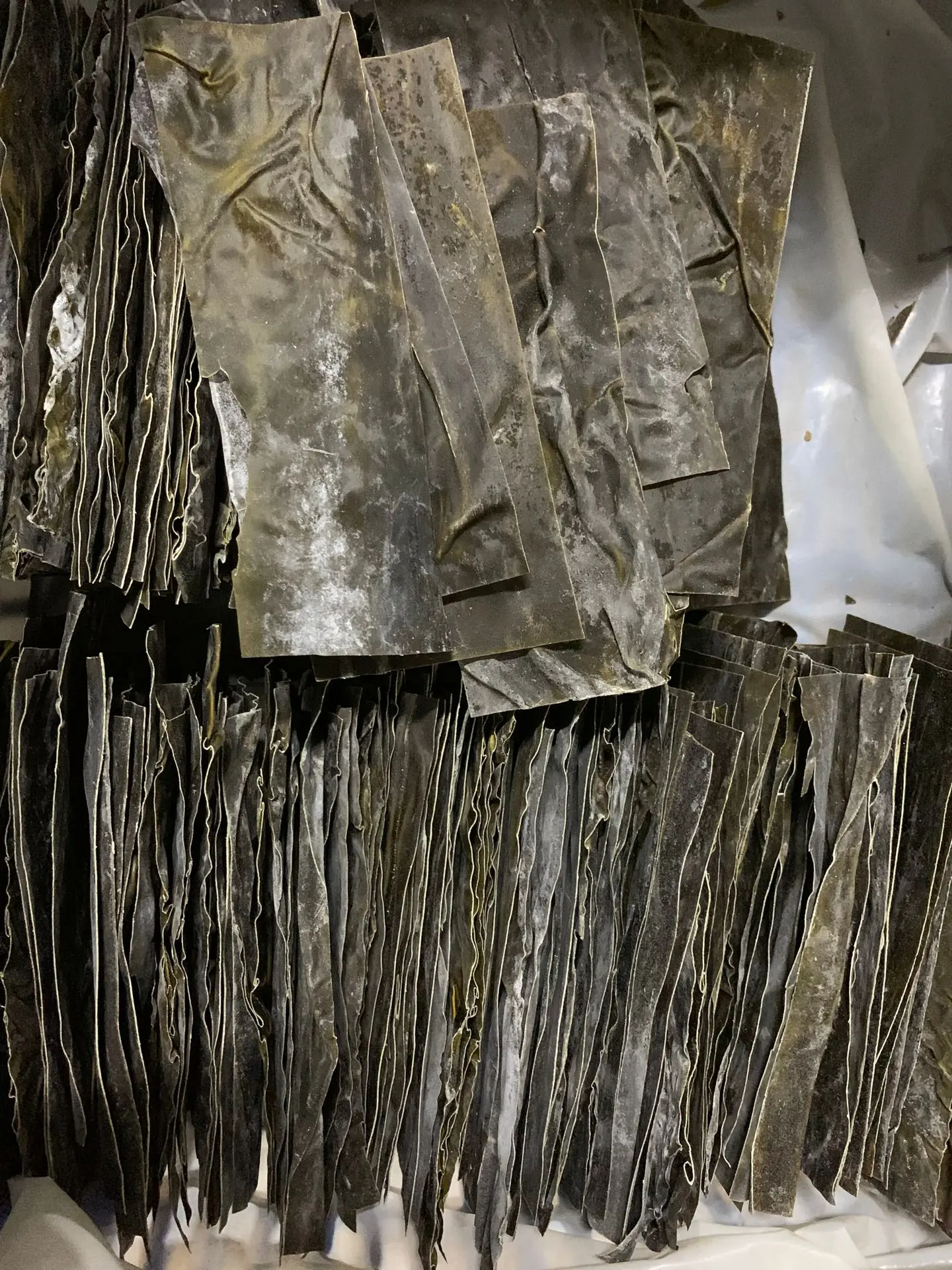 Kombu kelp сушеная из Фуцзянь Китай