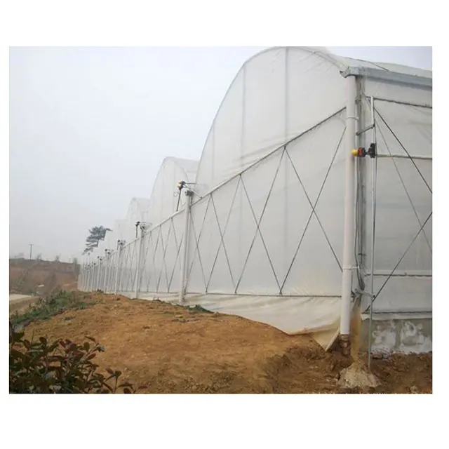 
Agricultural lettuce greens hydroponic system plastic film Multi-Span Greenhouse 