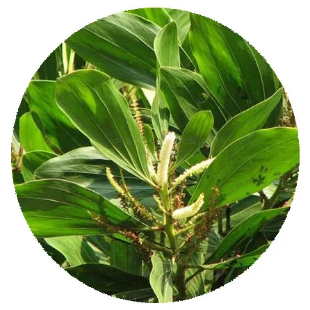 Hot sale High germination rate Acacia mangium Willd seeds for planting tree seed