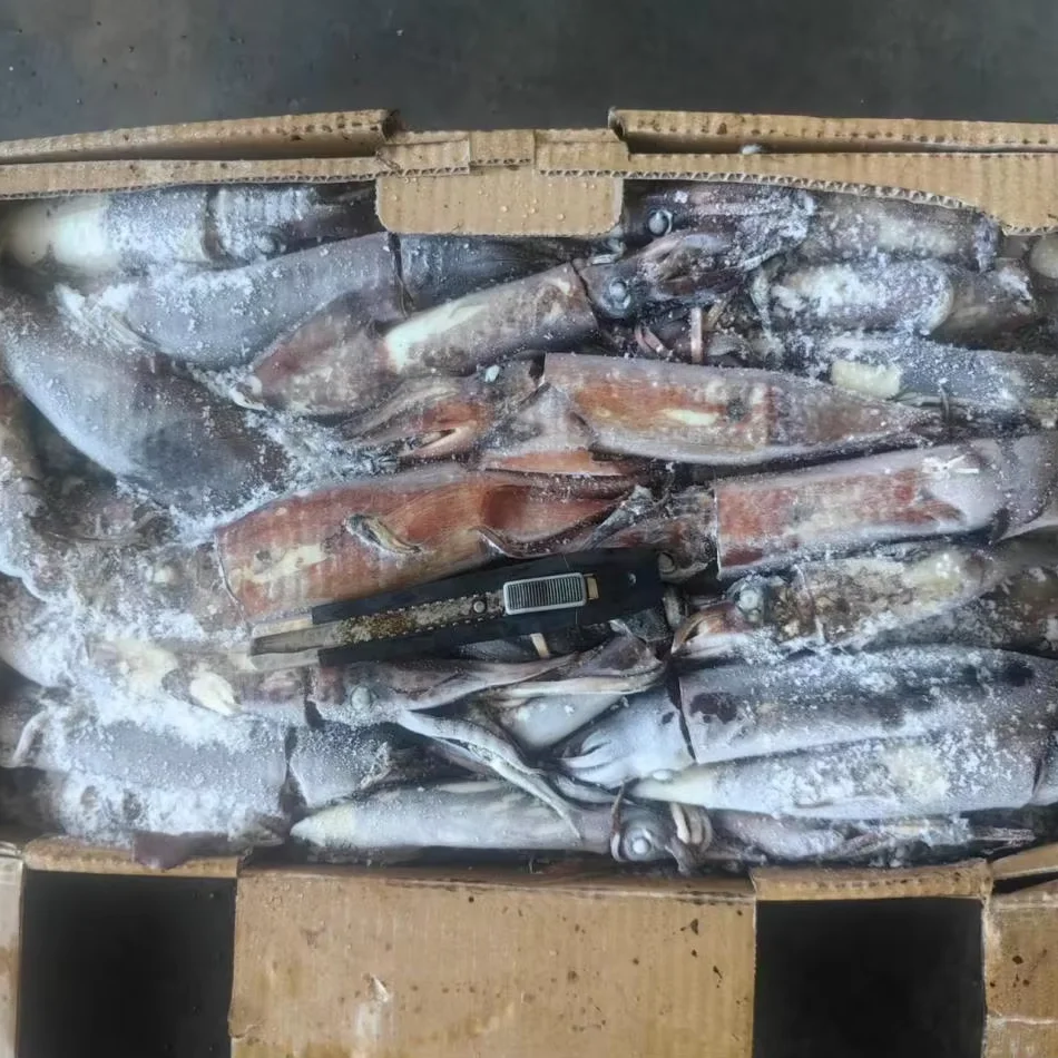 FROZEN STHENOTEUTHIS OUALANIENSIS FROZEN INDIAN OCEAN SQUID WR