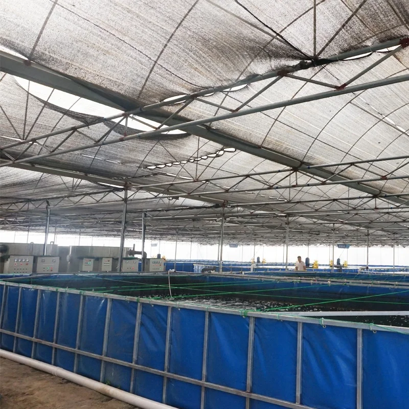 Ewater aquaculture tilapia farming system indoor RAS Cobia Fish Project in Australia