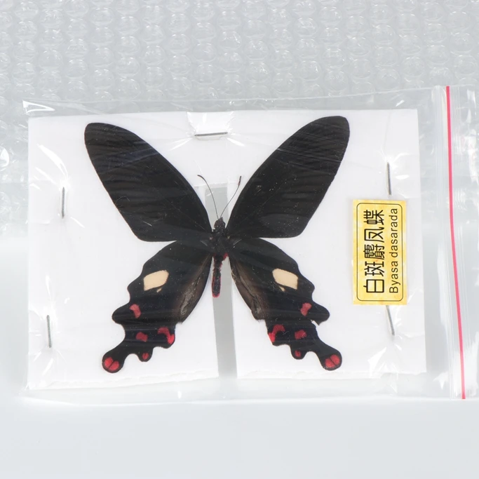 Подарок для рукоделия, биологические образцы, красивый консервированный образец бабочки-насекомых