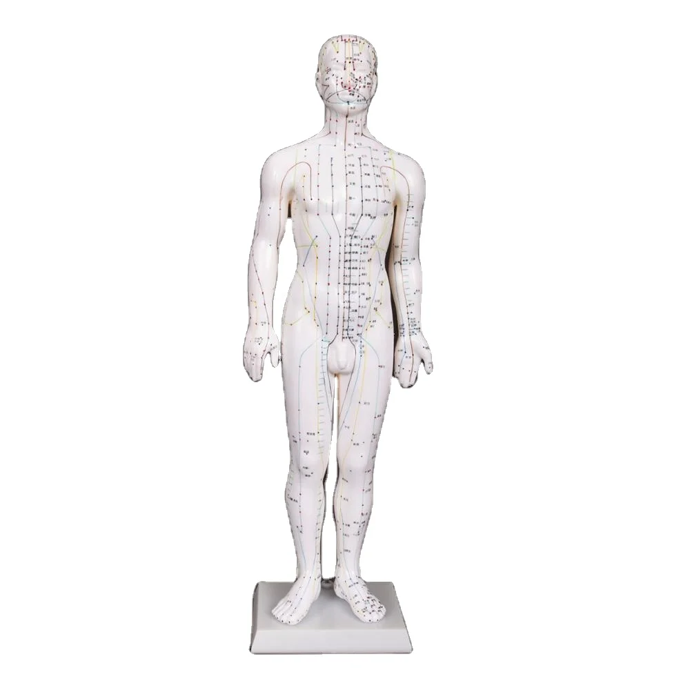 48cm Medical Educational  FEMALE ACUPUNCTURE  Body Model