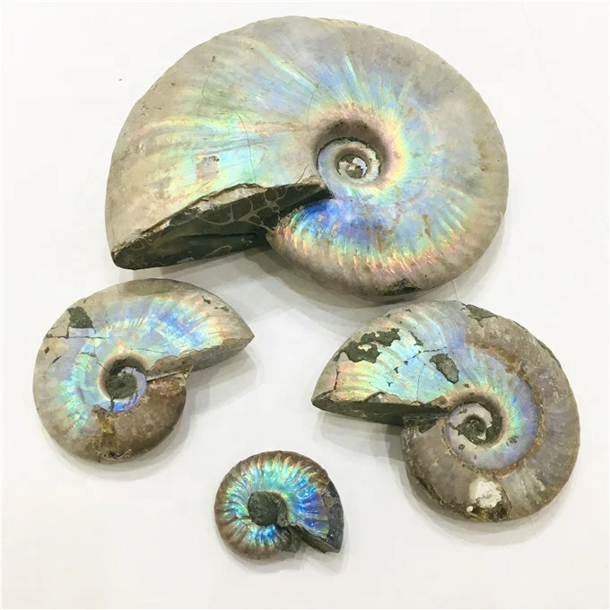 Wholesale rainbow shiny ammonite snail conch fossil for home decoration
