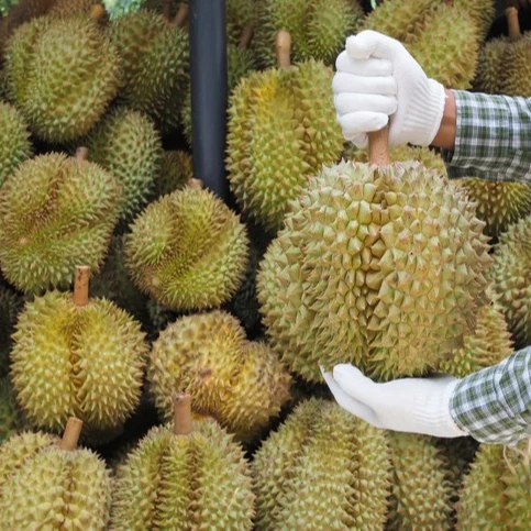 FRESH DURIAN  VS COMPETITIVE PRICE/FROZEN DURIAN