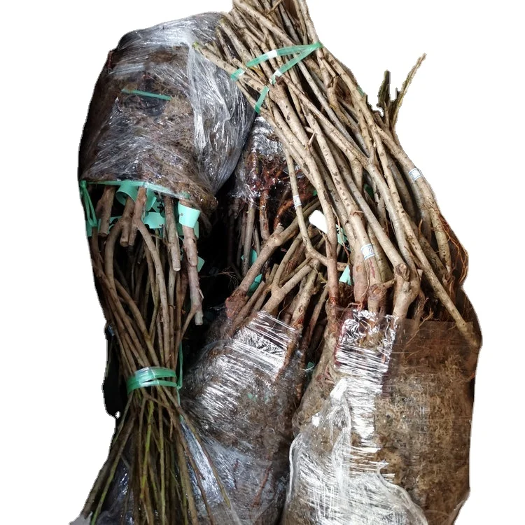 
sweet Grafted red purple color fruit Chinese bayberry plant for growing 