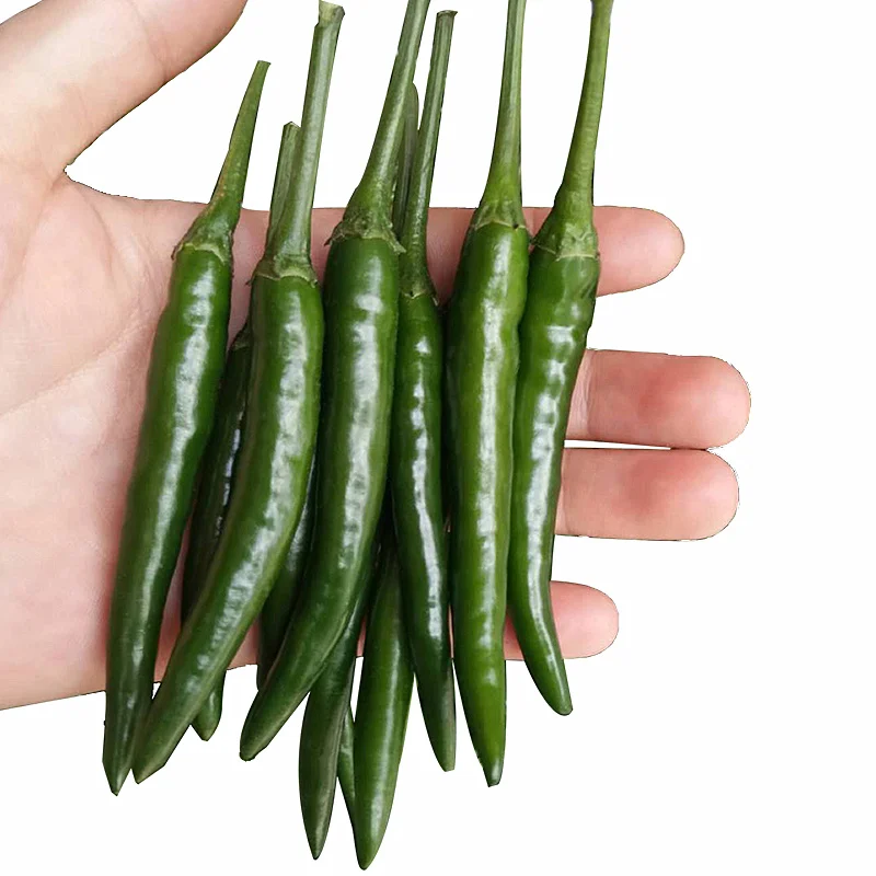 Bulk Green Hot Pepper Seeds, Green Chili Pepper Seeds, Green Chili Seeds