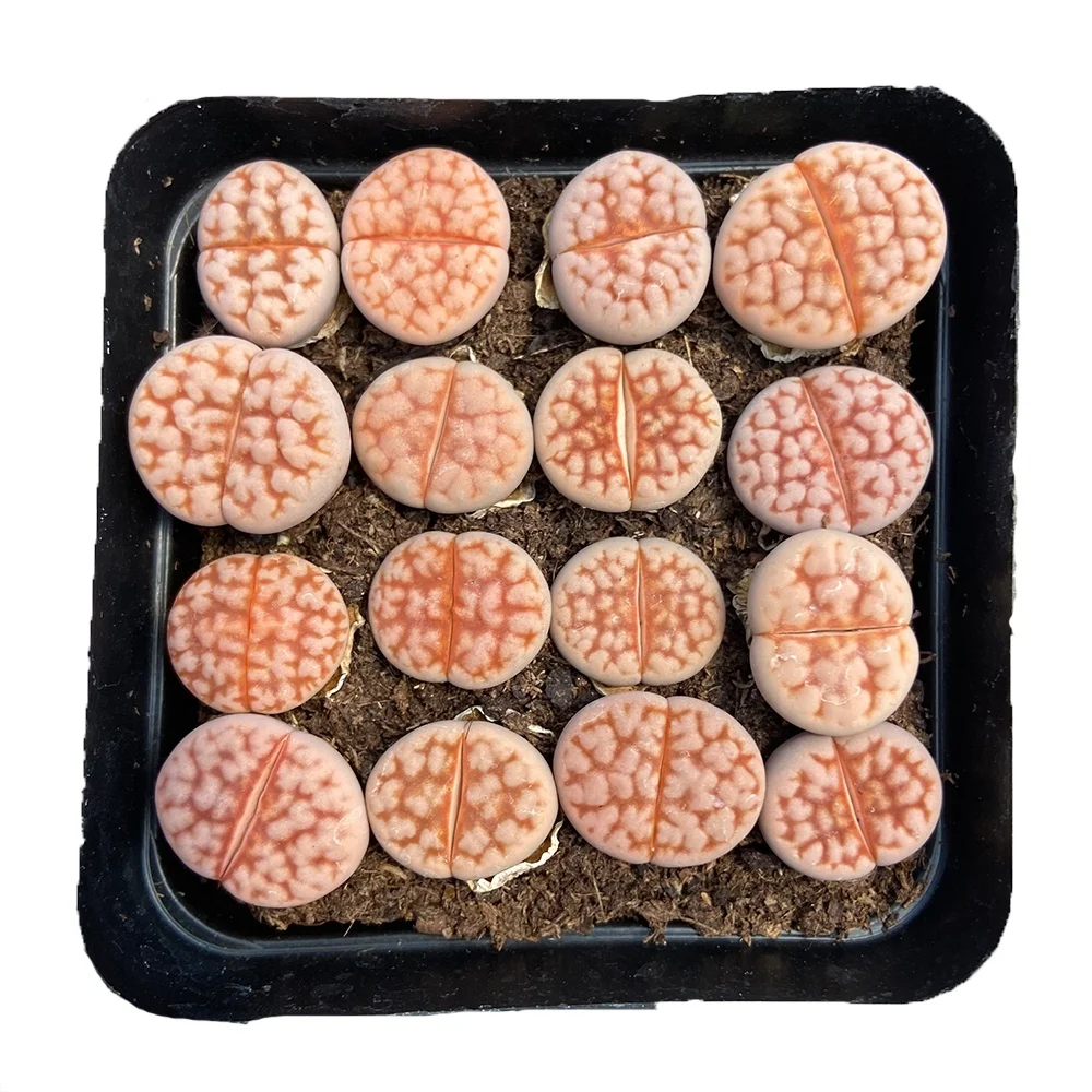 16 succulent plants  Factory direct sale low price bonsai succulent plant Lithops