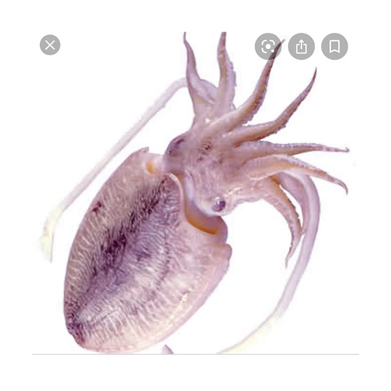 Greece Good Price Delicious Simonfish Amsterdam Fresh High Quality Whole Frozen Dried Cuttlefish For Sale