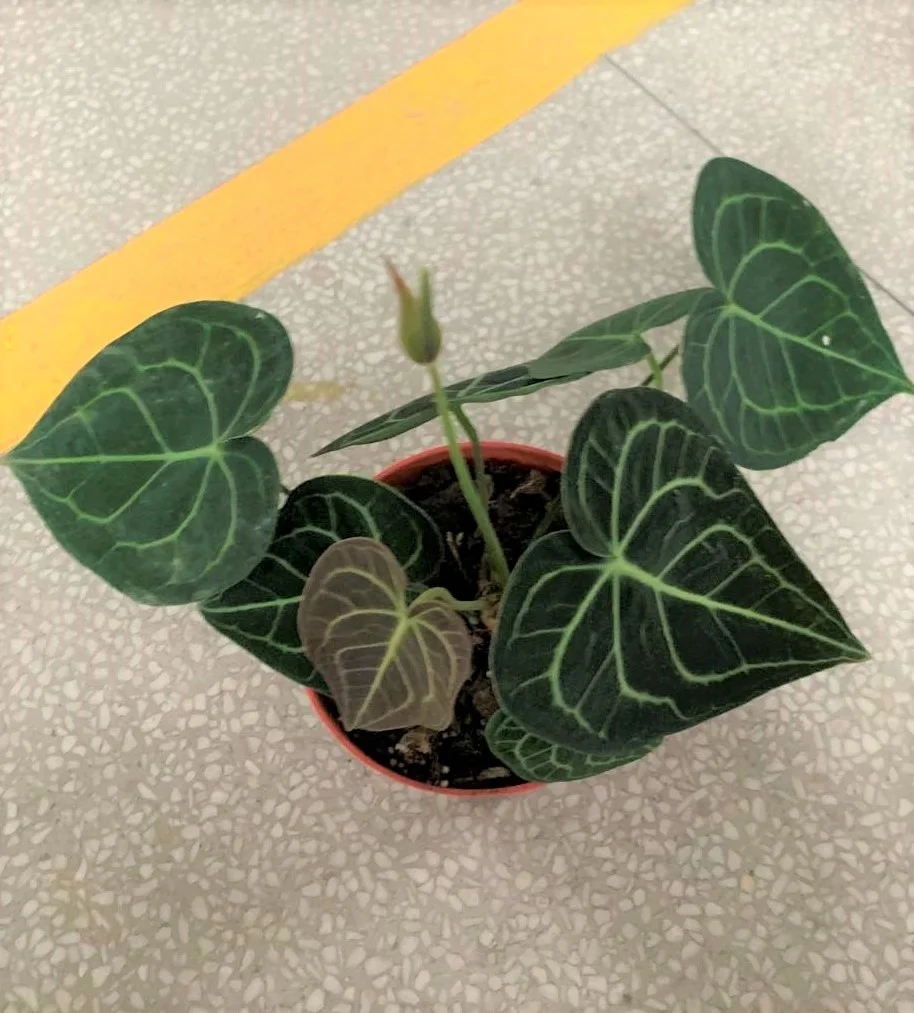  Оптовая продажа philodendron натуральный план антуриум кристаллическая липа и живые растения для